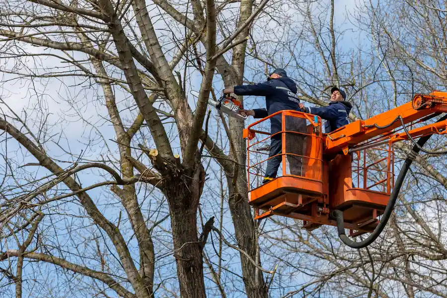Excellent Tree Removal Aurora, CO