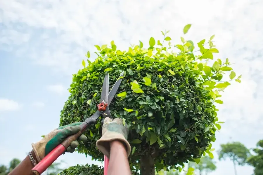 How Bush Trimming Contributes To Lawn Health in Aurora, CO