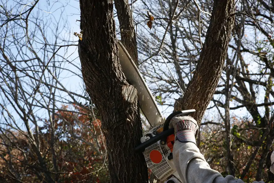 How Tree Removal Services Manage Storm Damaged Trees Aurora, CO