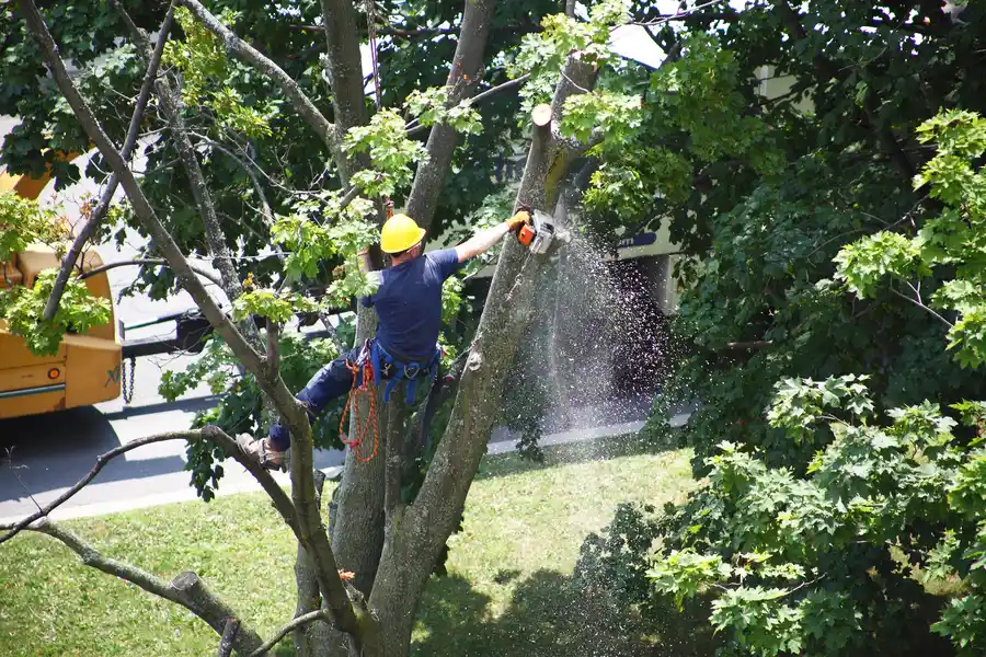 How Tree Removal Services Manage Storm Damaged Trees in Aurora, CO