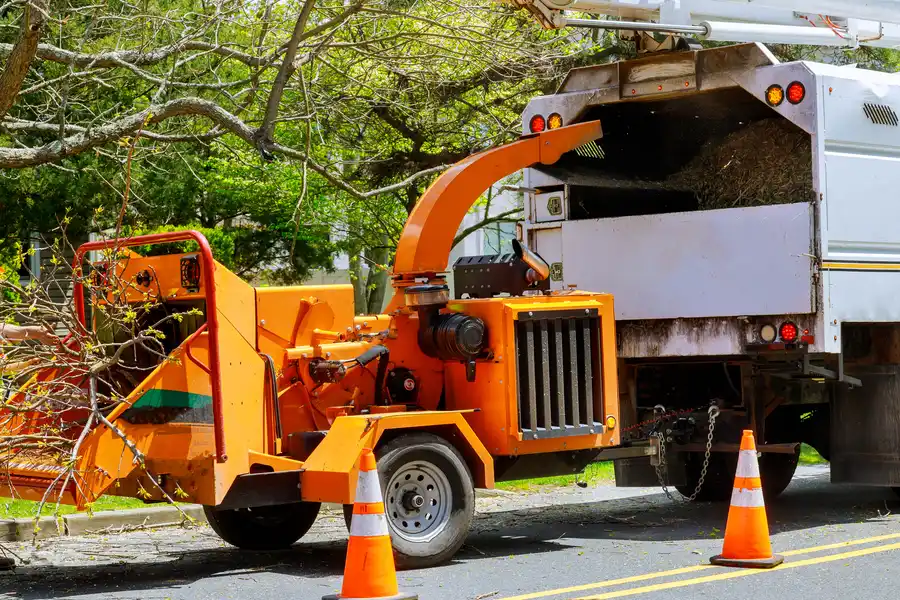 How Tree Removal Supports Disease Prevention In Gardens Aurora, CO
