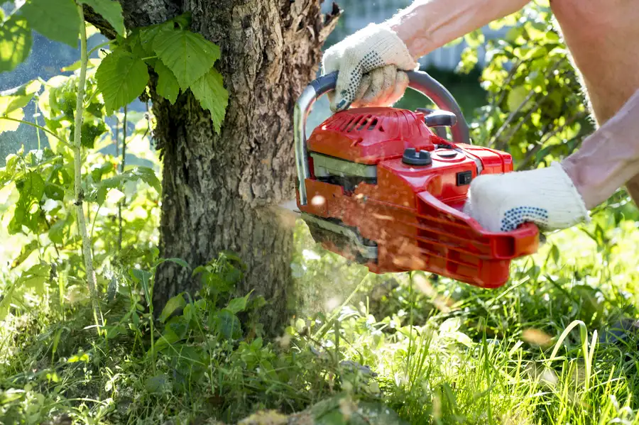 How Tree Removal Supports Disease Prevention In Gardens in Aurora, CO