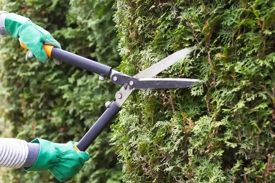Key Benefits Of Regular Bush Trimming For Your Yard Aurora, CO